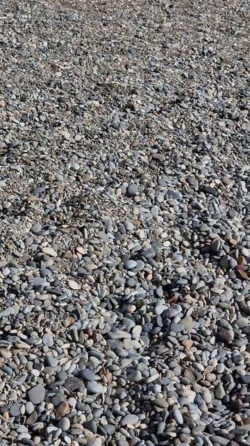 кошечка на море