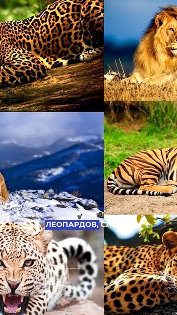Cлонов, страусов, крокодилов, тигров, медведей и акул больше нельзя держать дома