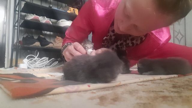Кормление котят🥰