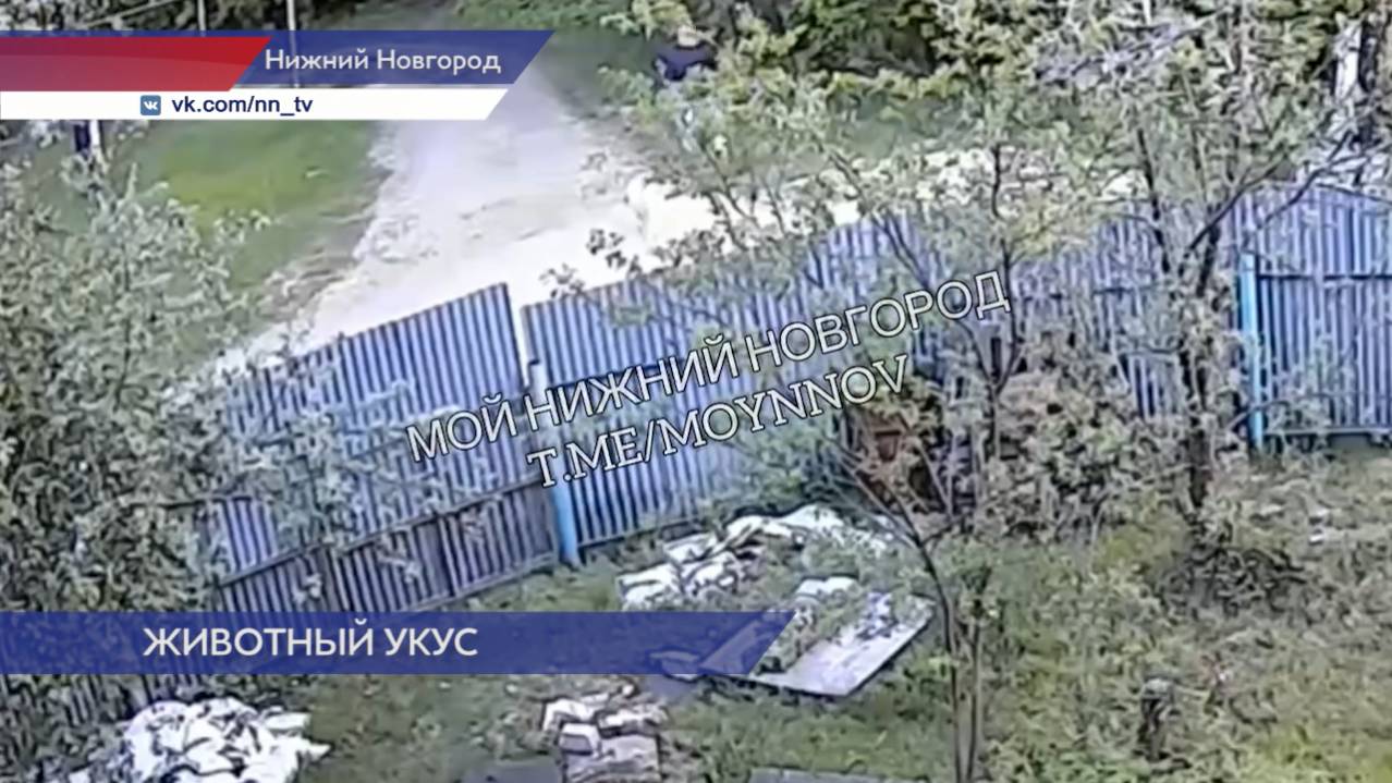 Школьница попала в больницу после укуса крупной собаки в Автозаводском районе