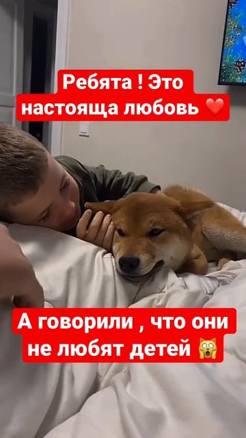 Сиба и дети