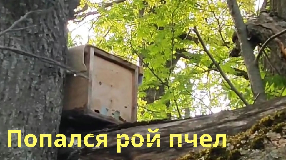 Попался первый рой пчёл, 16 Мая 2025 года.