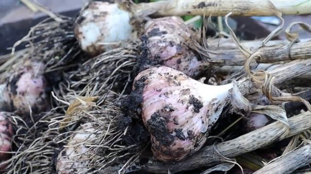 Обзор ЛУЧШЕГО озимого ЧЕСНОКА и лука севка по мнению огородников