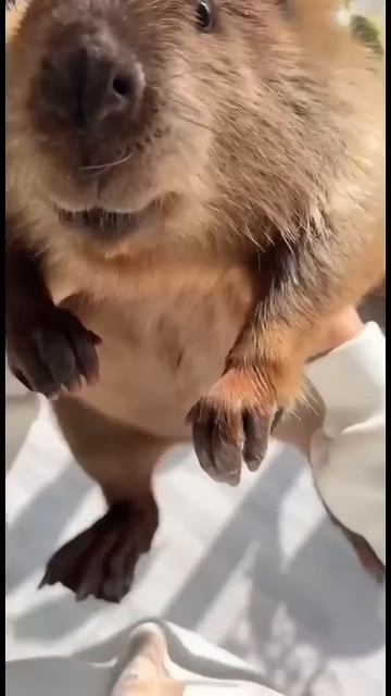 Кружим бобра #животные