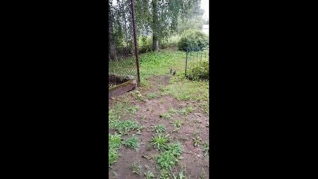 Два орла