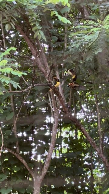 tucan / туканы драчуны
