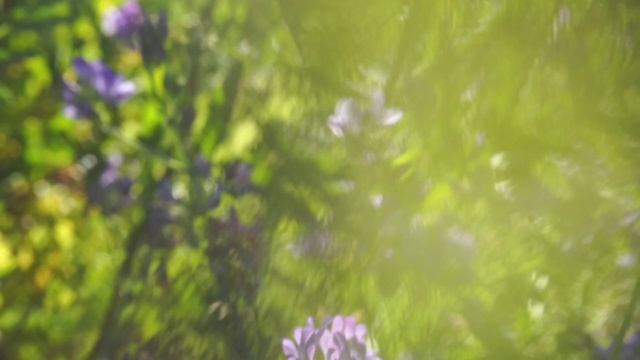 Люцерна или альфальфа🌱