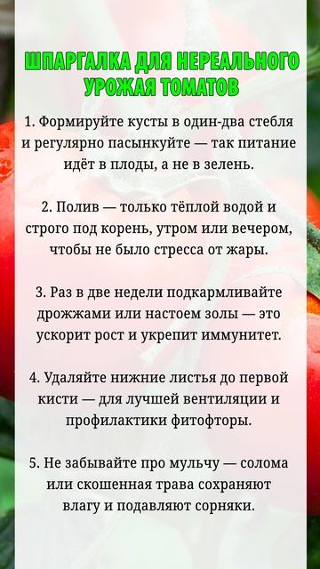 Шпаргалка для нереального урожая томатов