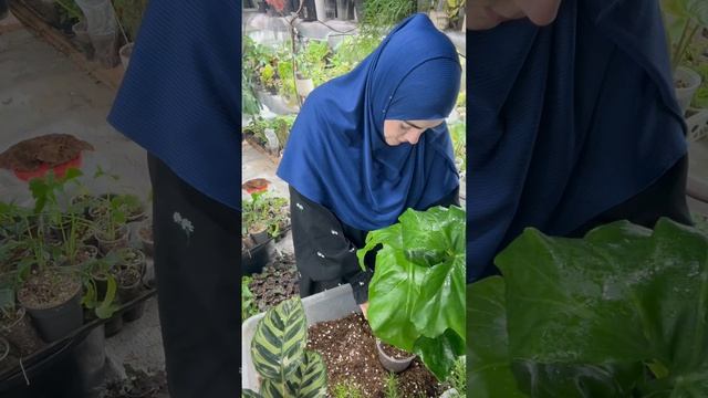 Посадка цветов 3 часть