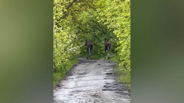 .Жителей Нижнего Новгорода попросили не подходить к лосям в городе