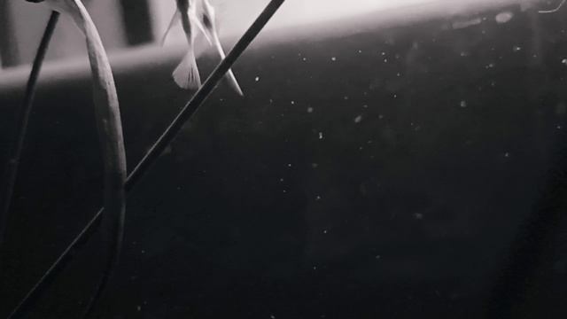 вот вам такой видос, делала сама. Я кстати заболела😔