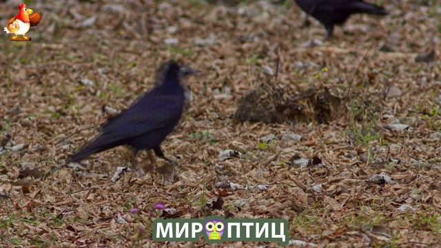 Мир птиц – красота и грация пернатых созданий Природы 🦩🦚🦜 Выпуск (125) 🦉🐦🐤
