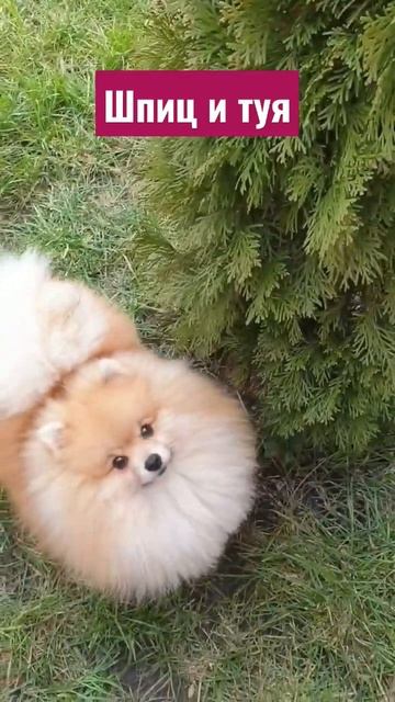 шпиц #шпиц #Pomeranian #собака #померанскийшпиц