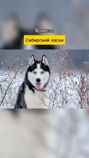 ТОП-10 самых популярных пород собак #shorts #животные #собаки