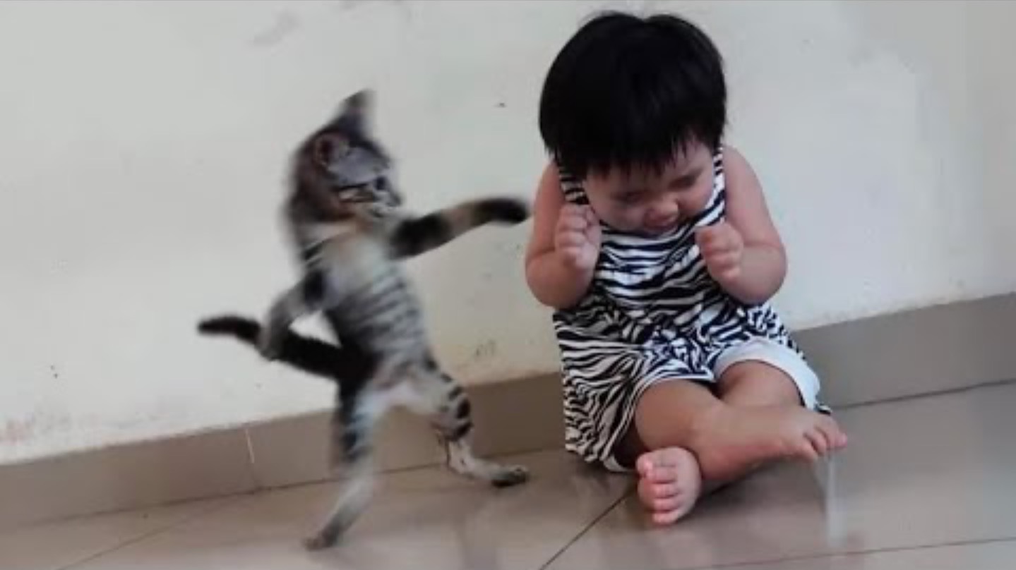 Смешные коты | Приколы с котами | Приколы с животными