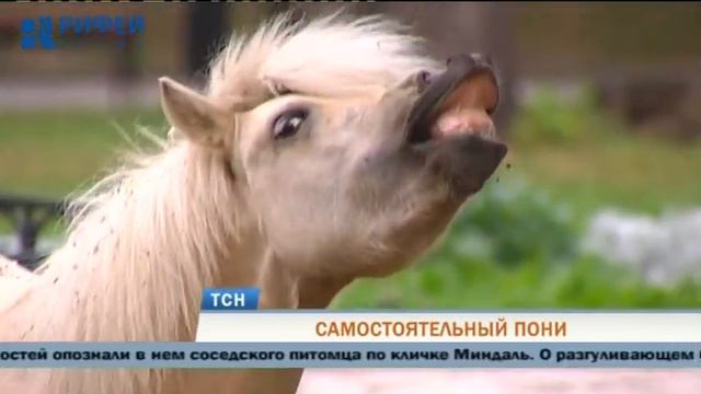 Телевизионная служба новостей (14 августа)