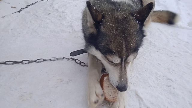маленький перекус. потеплело. снежок