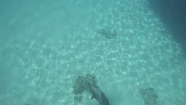 Где-то на морском дне возле Хургады