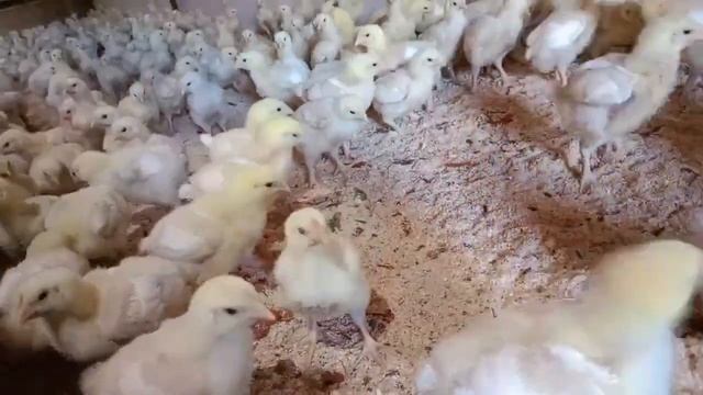 Регулировка пластиковых окон зима лето