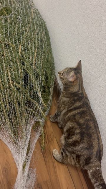 Котики