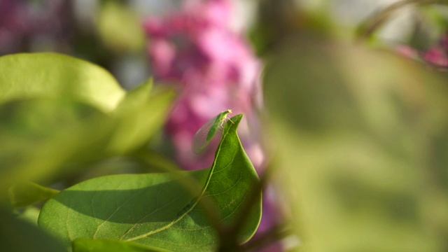 Сирень