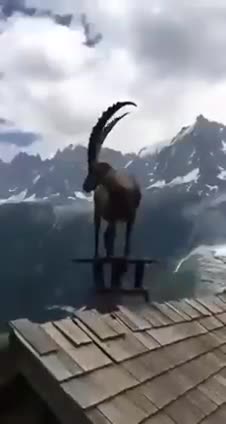 ibex on the roof