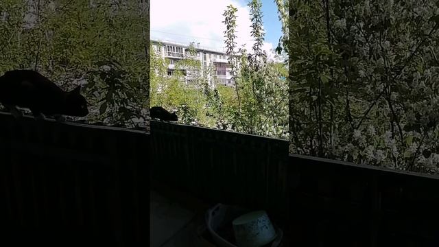 YouCut_20250516_170838407.mp4