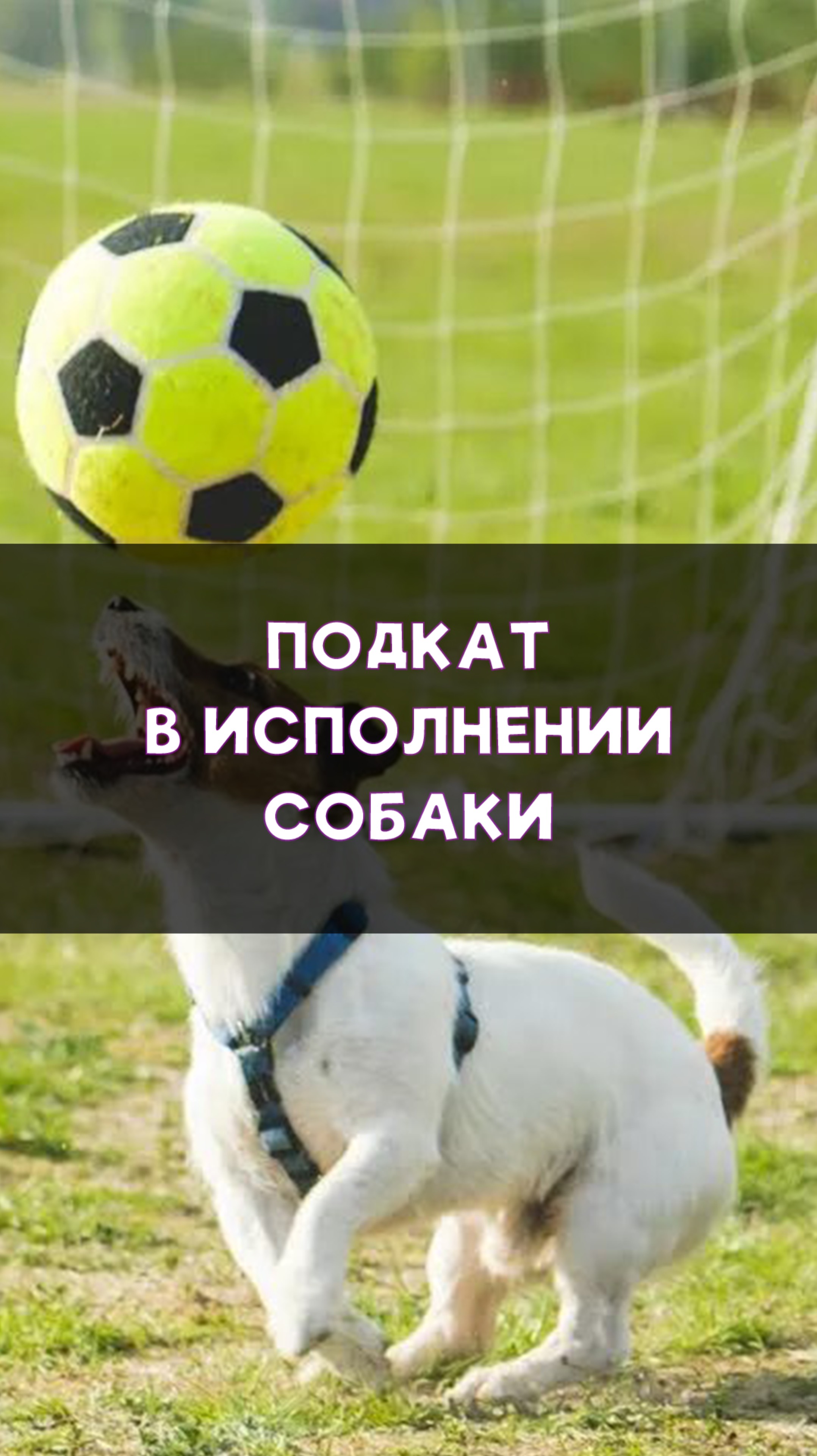 Жесткий подкат от собаки