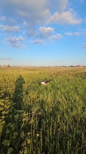 Лу́на. Правильная остановка при подъёме фазана