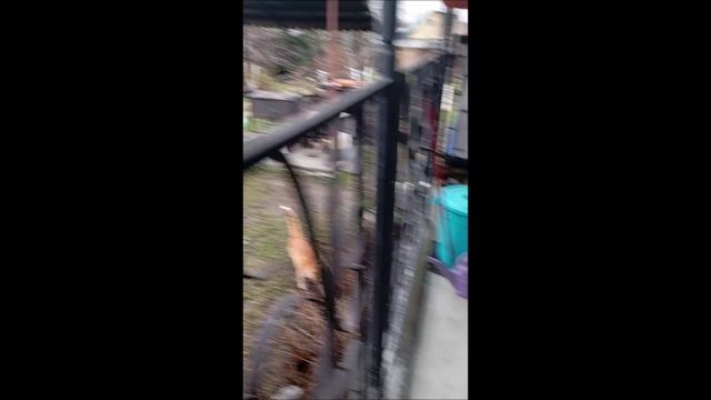 Собака. Кот. Коты и Том
