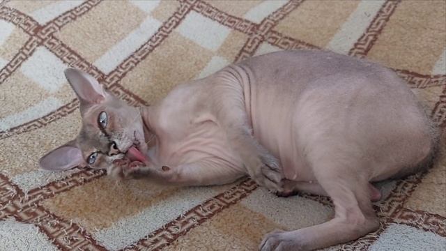 Май 14 2025 Кошачья жизнь..1000115542.mp4