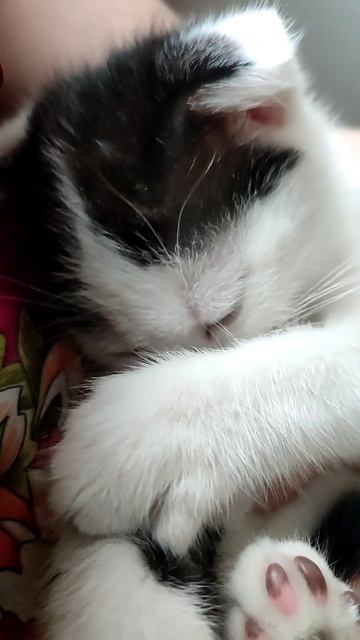 Оказалось, что у нас не кошечка, а кот, вот! Не Майя, а Май!