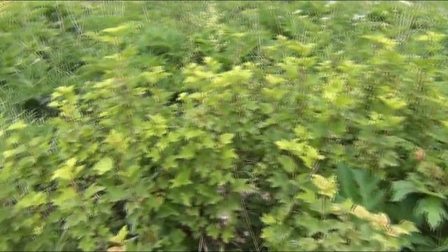 ДВАДЦАТЬ  ЛЕТ  СПУСТЯ