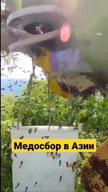 Такое вот пчеловодство