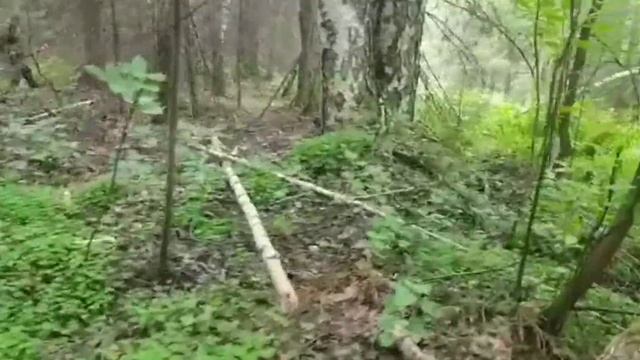 Поездка на ближайшее урочище/Царские углежоги
