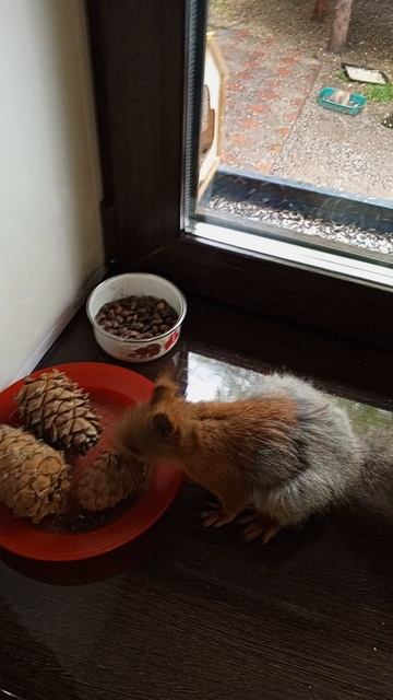 белка несёт в гнездо угощение