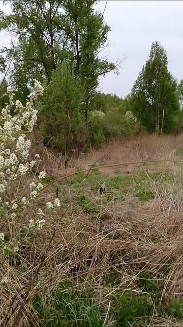 селезни