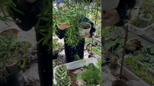Посадка цветов 4 часть