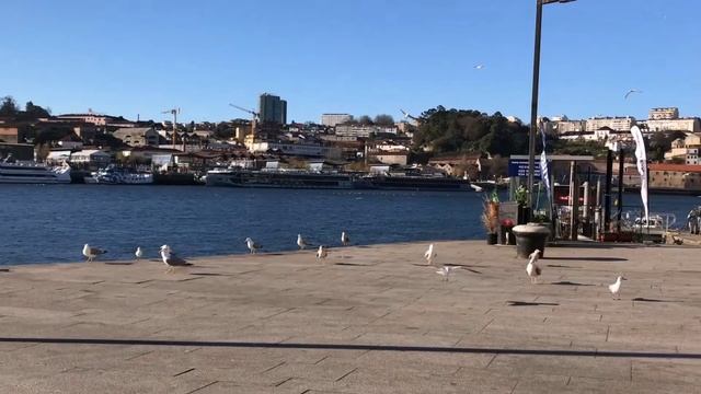 Чайки на набережной залива (3)