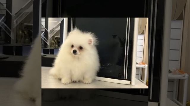 Шпиц Юны. Мишель
