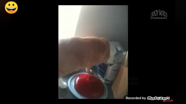 Я ржал целий час/смешние моменти с животними👌👌👌