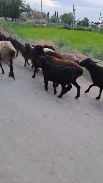 Радостный Пастух