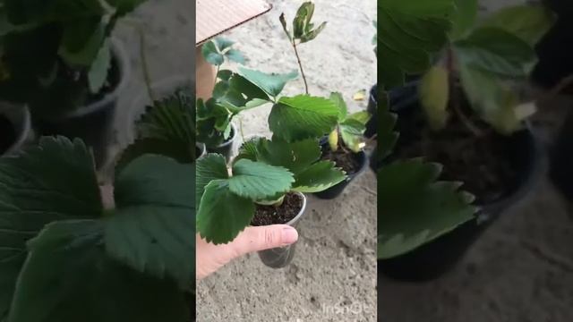Пополнение в моей коллекции м.гортензий🪴🌸посылочка