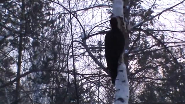 Снег кружится, кружится..