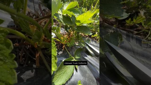 Клубника сорт Априка после заморозков.
