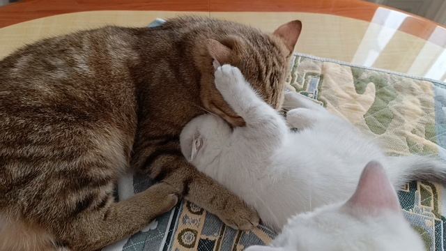 утренняя нежность 👑💕.mp4