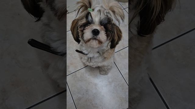 1000039887.mp4после прогулки