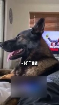 А что интересует ваших песиков