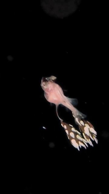 Gibberichthys latifrons 🥰