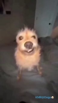 Голивудская улыбка😁🤩 ( видео про собак )